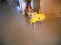 hercule_20211130_1103127152
